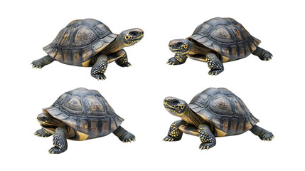 Obraz premium Pack Twinkle Tortoise set in Different Poses Against Transparent Background for Reptile Illustrations, Nature Art, or Slow Animal Designs