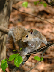 Springtime at Parco Sempione, Milan: a squirrel