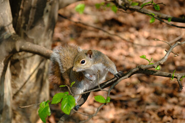 Springtime at Parco Sempione, Milan: a squirrel
