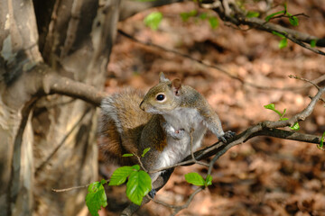 Springtime at Parco Sempione, Milan: a squirrel