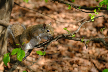 Springtime at Parco Sempione, Milan: a squirrel