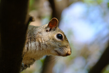 Springtime at Parco Sempione, Milan: a squirrel