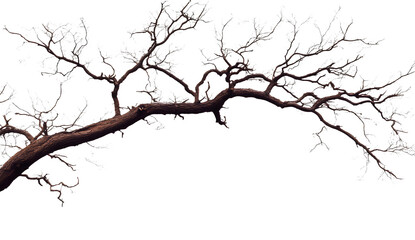 Obraz premium Beautiful tree branches with no leaves on a transparent background
