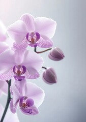 Elegant Pink Orchid Blossoms and Buds on a Light Background