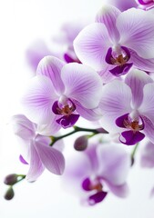 Delicate Orchid Blossoms with Purple Accents on a Bright White Background