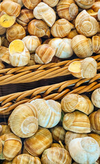 snail in shell, snails in a basket, food, seafood