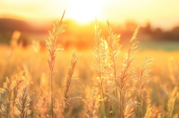 Golden Grass Field Shines Under Sunlight During Warm Summer Sunset