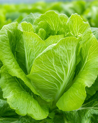 Obraz premium Close-up of vibrant green lettuce head in a field