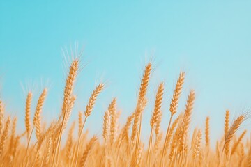 Golden Wheat Field Under a Clear Sky