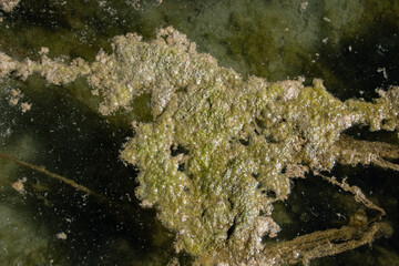 Close-up of algae bloom on stagnant green water surface in a natural outdoor environment