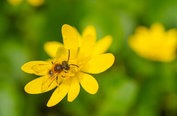 Macro shot of a bee on a yellow lesser celandine (Ficaria verna) flower in springtime, surrounded by lush greenery. A vivid moment of pollination in nature