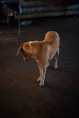 a dog with golden furr