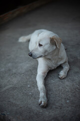 white retriever puppy