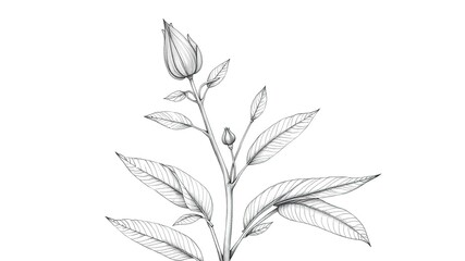 Detailed Plant Drawing, Modern Artistic Illustration