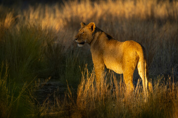 Lion with catchlight stands in dappled light