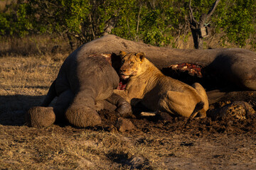 Obraz premium Lioness lies by elephant carcase looking round