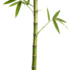 Bamboo stalk isolated
