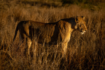 Naklejka premium Lioness stands in tall grass in profile