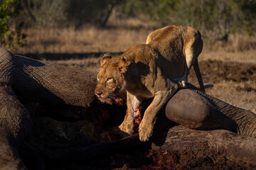 Obraz premium Lioness crouches on African bush elephant carcase