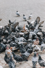 A multitude, a bunch, a flock of pigeons, hungry birds fight, struggle for food during the day on the street in the city. Photo of an animal.
