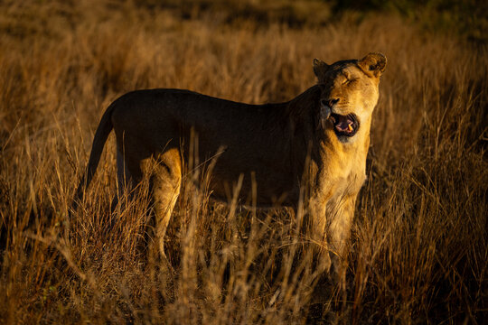 Lioness stands yawning widely with closed eyes