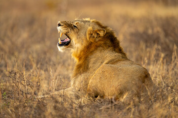 Male lion lies on grass finishing yawn