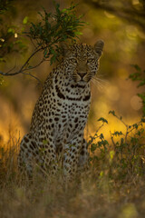 Male leopard sits under branch watching camera