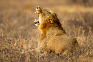 Male lion lies yawning widely on grass