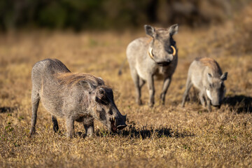 Fototapeta premium Three common warthogs in sunshine on grass