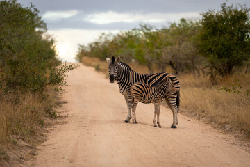 Plains zebra stands by foal on track