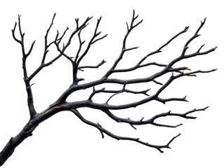 Obraz premium Dark tree branch with intricate twigs for decoration and design on a transparent background, cut out