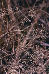 Natural background of dried flowers in haze, lakeshore, warm tones.