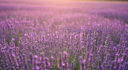 Naklejka premium A serene lavender field bathed in the golden light of sunset, a tranquil and peaceful scene evoking calm and serenity with soft focus and warm tones.