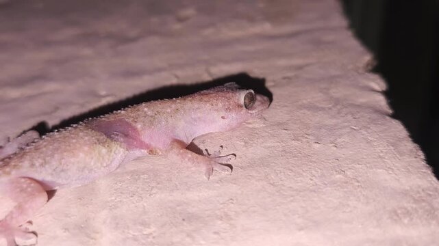 Common house gecko catching insects. India