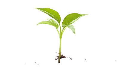 Small green plant with leaves isolated on black background