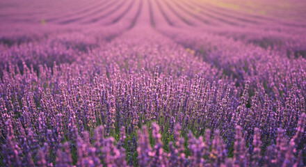 Obraz premium A breathtaking lavender field at sunset, rows stretching to the horizon, bathed in soft golden light.