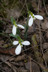 three white snowdrops in dry grass, a symbol of spring renewal