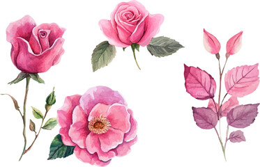 Fototapeta premium Modern Watercolor Pink Rose