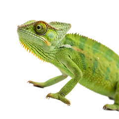 Fototapeta premium Chameleon isolated