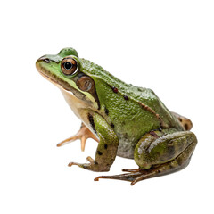 Obraz premium Frog isolated