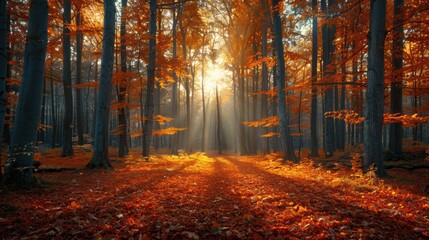 Obraz premium Vibrant autumn forest with golden leaves and sunlight filtering through trees in a peaceful setting