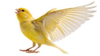 yellow crested cockatoo