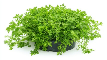 Obraz premium Vegetable Carrot Plant Food Isolated on White