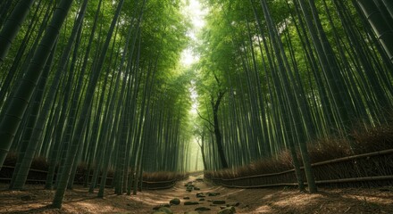 Fototapeta premium Serene bamboo forest pathway with sunlight filtering through lush green leaves