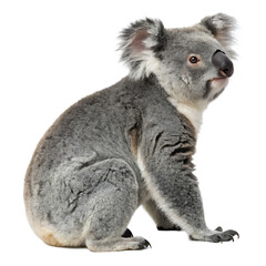 Naklejka premium Koala isolated