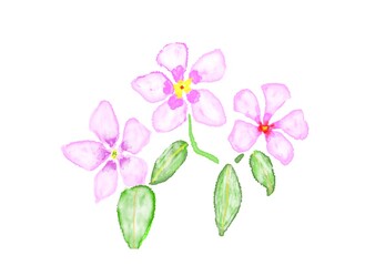 Fototapeta premium ピンクの花