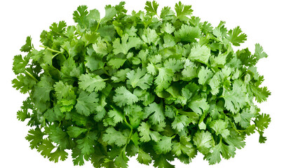 Obraz premium Cilantro, green leaves on a transparent background