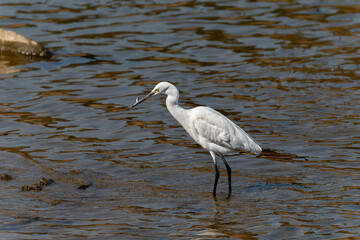 great blue heron ardea cinerea