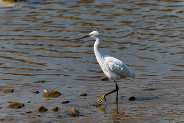 great blue heron in the water