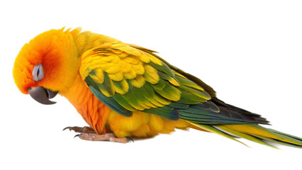 Obraz premium red and yellow macaw